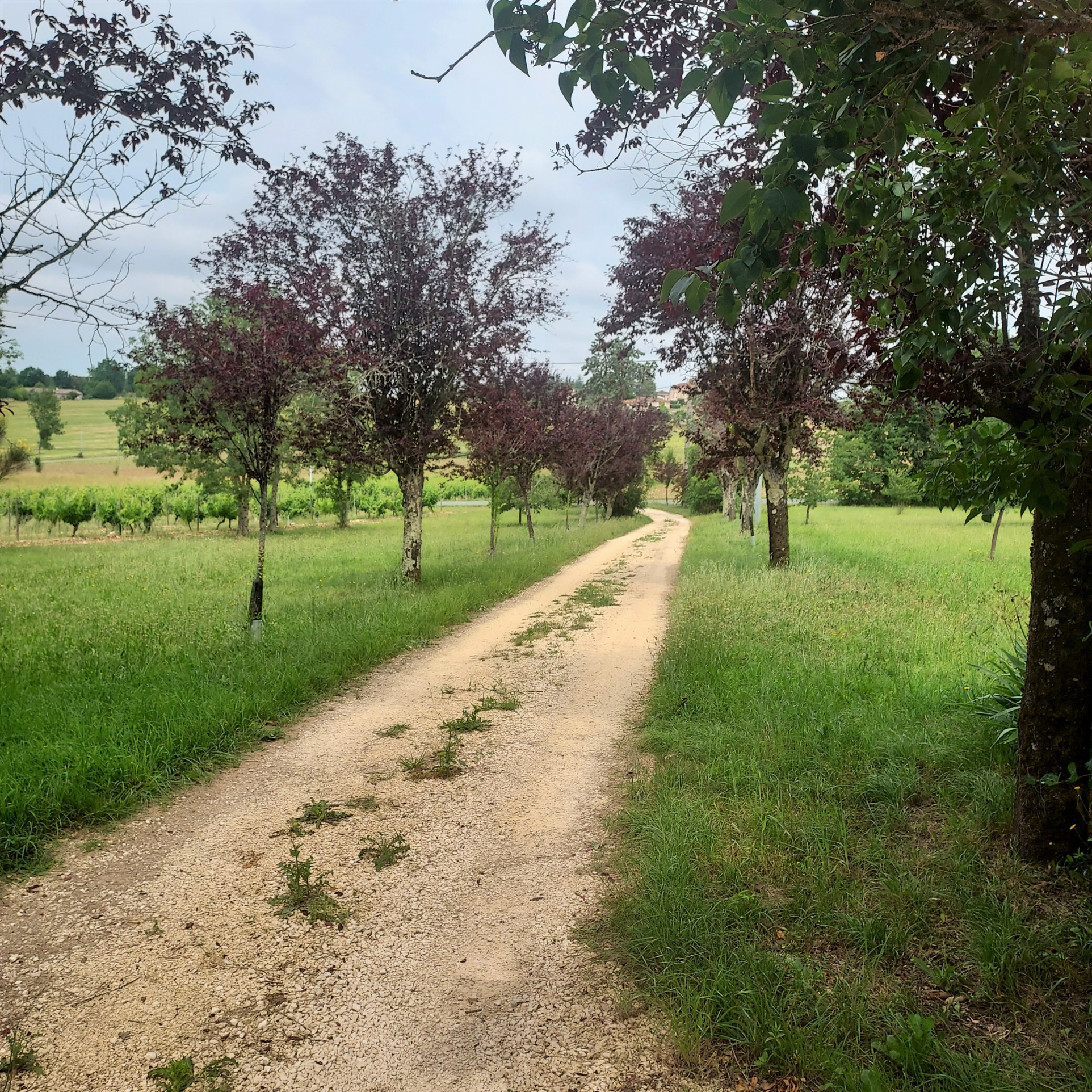 Belle maison de campagne à proximité d'un petit village dynamique du Lot et Garonne