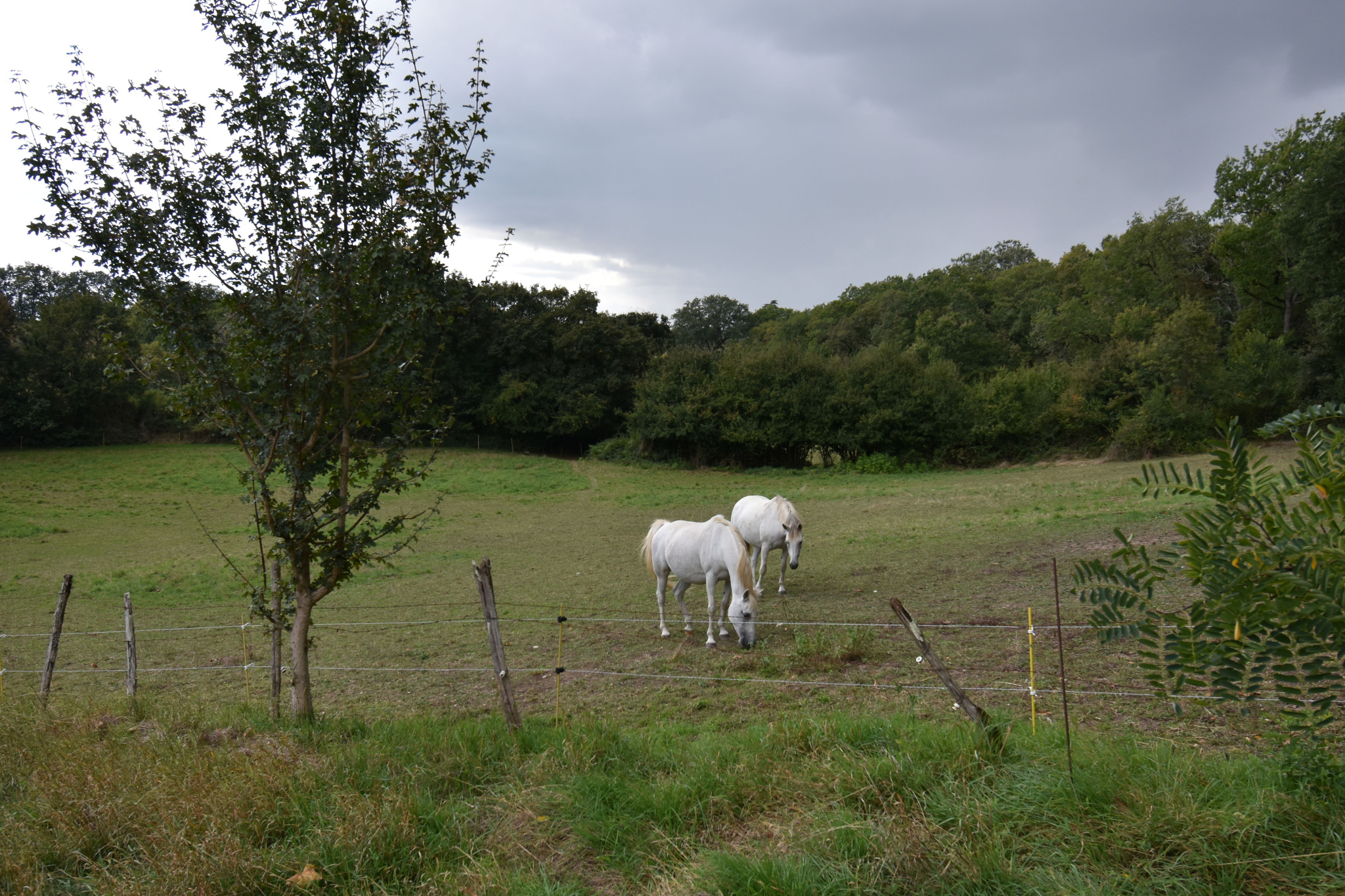 Ravissante maison de campagne avec piscine et terrain